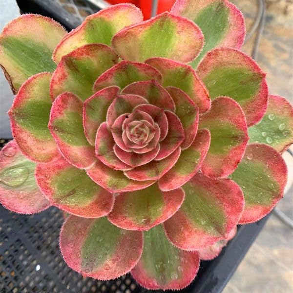 Amazon.co.jp: 農園直売 多肉植物 寄せ植え アエオニウム属 ハロウィン